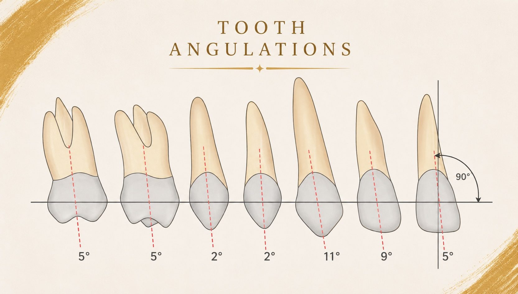 Tooth angulations — mesial tilt from central incisor to premolar
